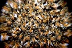 Au printemps 2015, les pertes d'abeilles sont impressionnantes ...